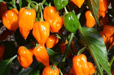 Pepper Habanero Orange 95 Days Heirloom American Seed Co