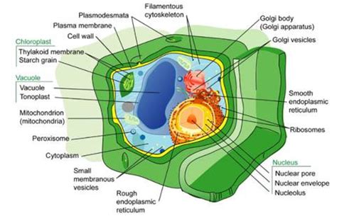 Microscope comes in different types that produce different result to see. Illustrate only a plant cell as seen under electron ...