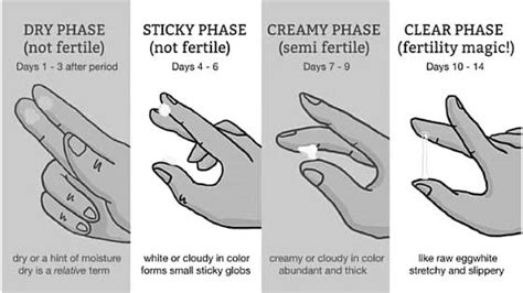 menstrual cycle ovulation discharge