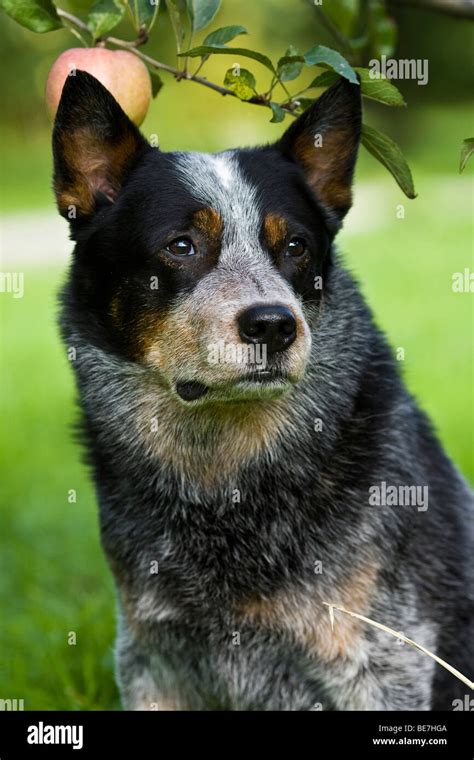Portrait Of An Australian Cattle Dog Stock Photo Alamy