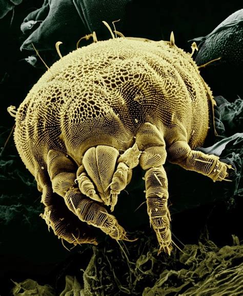 Where Do Mites Come From Reasons For Their Eviction