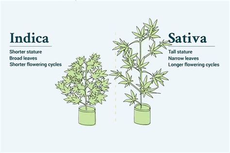Sativa Und Indica Was Ist Der Unterschied Cannabis 101