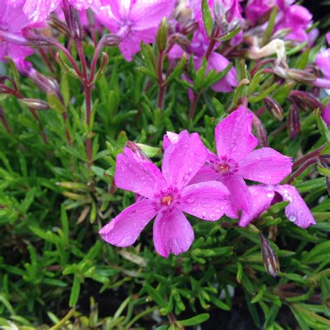 Which flower recipient is more suitable for a gift? 5 Early Spring Blooming Perennials - Everlongardener