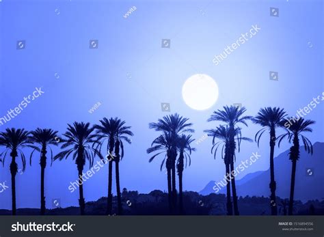 A row of tropic palm trees against mountains at sunset. Silhouette of tall palm trees. Tropic ...