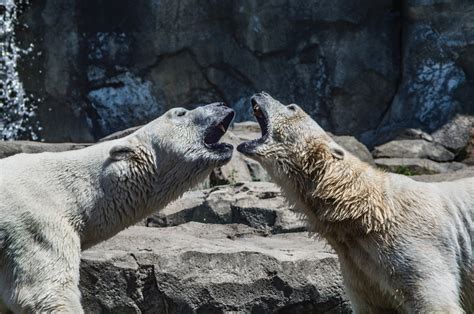 Watch Male Polar Bear Kills Female Partner In Front Of