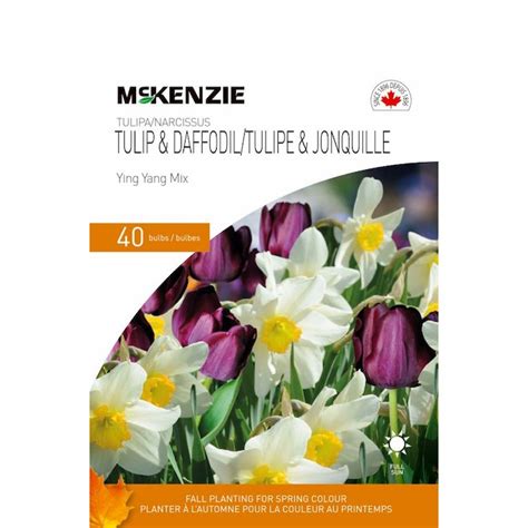 Bulbes De Tulipes Et Jonquilles Mckenzie M Lange Ying Yang Paquet De