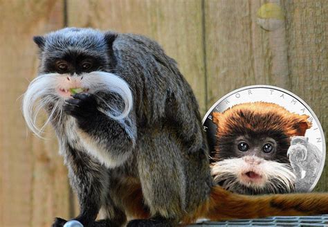 Astonishing Animals Series Launches With The Emperor Tamarin Monkey