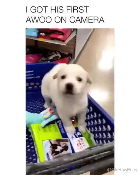 Awoo On Camera Popular Memes On The Site