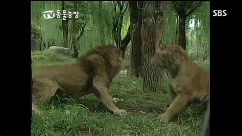 African Lion Vs Bengal Tiger Who Really Won This Fight Slap To The Head Lion Retreats Youtube