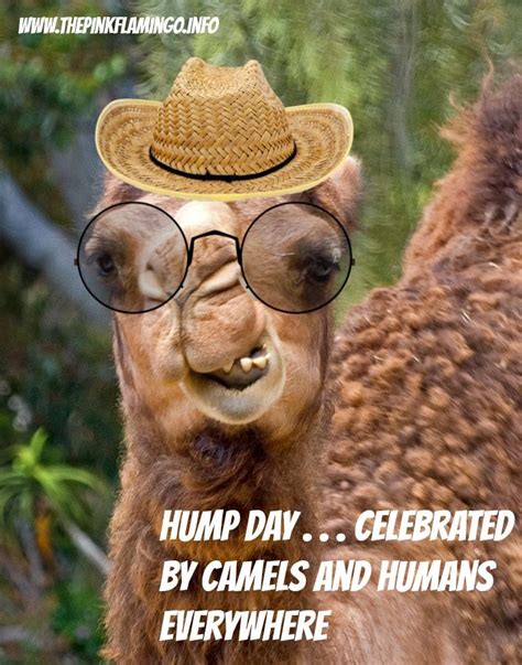 Trump tweeted saturday night that something very big has just happened! but did not follow up with further details. 25 best images about Happy Humpday on Pinterest | Do you ...