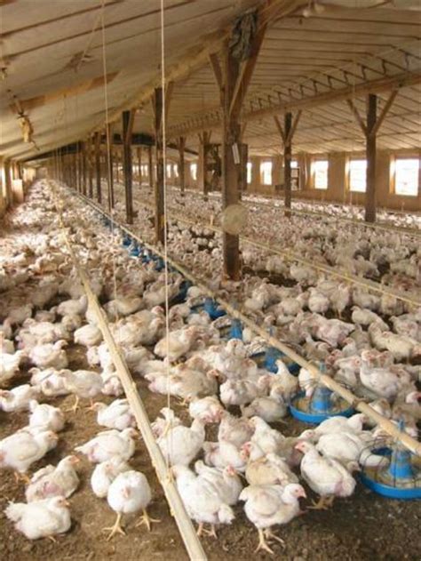 Poultry farming is the form of animal husbandry which raises domesticated birds such as chickens, ducks, turkeys and geese to produce meat or eggs for food. Typical Conventional Poultry House in the Mid-Atlantic ...