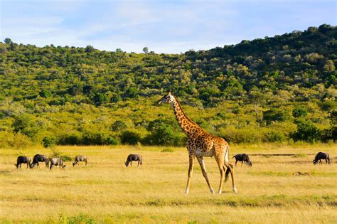 Kruger National Park Holidays Breath Taking Kruger Holidays