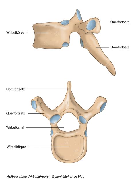 Anatomische Zeichnung Wirbel MedicalGraphics