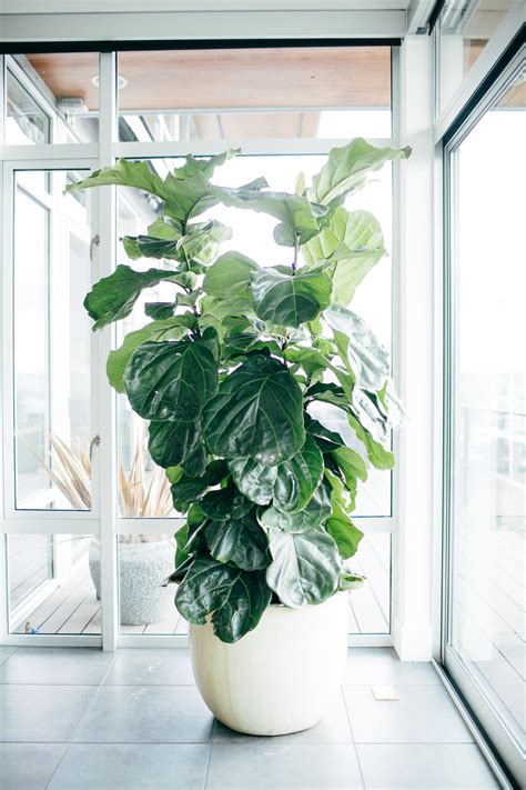 If you are wondering how to make fiddle leaf fig grow multiple branches, here are the secrets we discovered! 10 Tips For Keeping Your Fig Tree Fit as a Fiddle | Fiddle ...