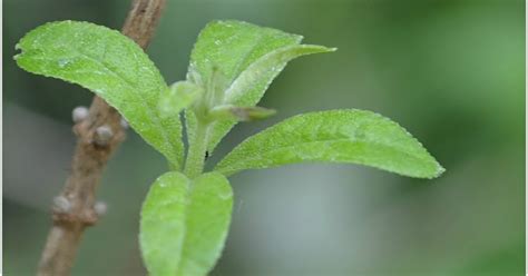 The pleasantly lemony smelling essential oil contained by the leaves of the herb is employed in aromatherapy in treating nervous as well as digestive disorders. 5 Top Medicinal Uses Of Lemon Verbena | Aloysia Triphylla ...