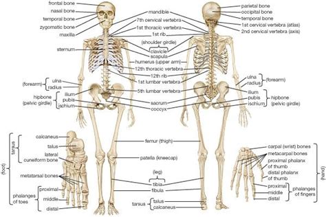 The illustration is available for download in high resolution quality up to. Human Skeletal System - Parts, Muscles, Skeleton, and ...