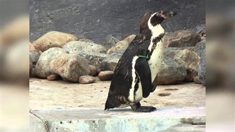 Gay Penguin Couple Hatches Adopted Egg At British Wildlife Park Youtube