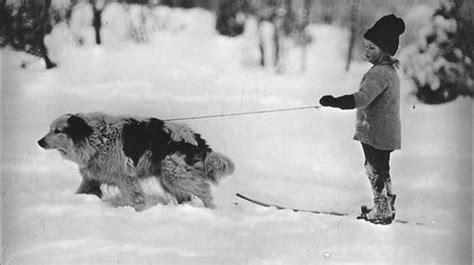 7 Dog Friendly Ski Lodges Outside Online