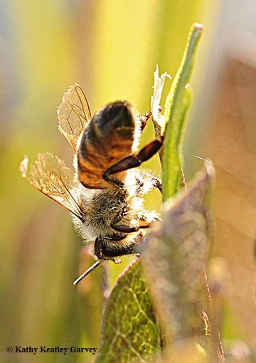Tom Seeley Bees Are Superb Beekeepers Bug Squad Anr Blogs