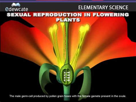 Sexual Reproduction In Flowering Plants Fertilization Youtube