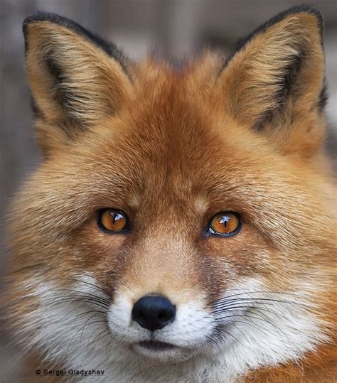 Via 500px Red Fox By Sergei Gladyshev Beautiful O Animal