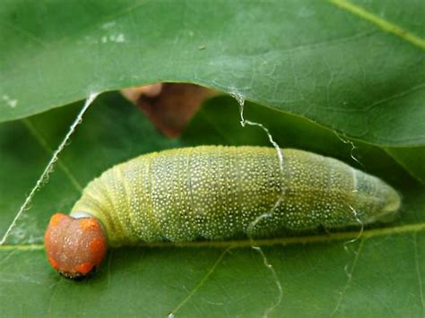 Green Caterpillar With Orange Head Erynnis Bugguidenet