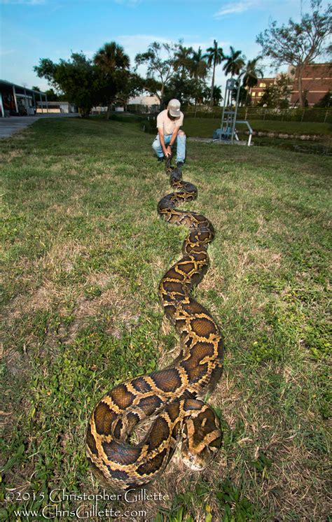 How Big Do Pythons Get