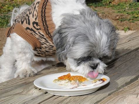 The perfect food for your puppy shih tzu will include a raw diet. 10 Foods Shih Tzu Should NOT Eat - Shih Tzu Daily