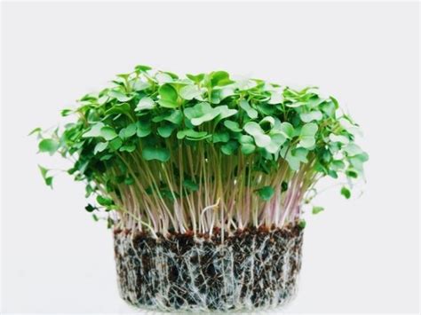 Microgreens Nutrition Health Benefits Types And How To Eat