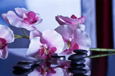 Hd Wallpaper Pink Moth Orchid Flowers Massage Relaxation Stones