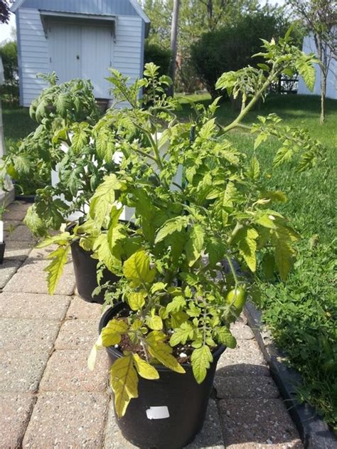 Bottom Leaves Tomato Plant Turning Yellow Cromalinsupport