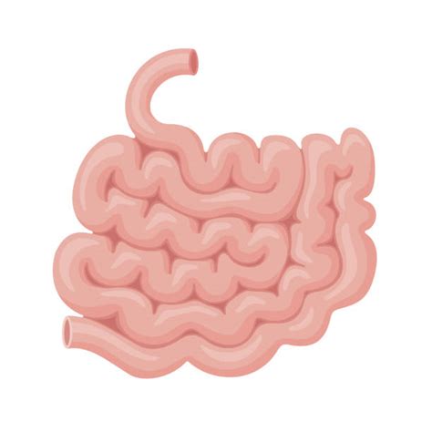 Small Intestine Drawing Clipart Vector Of Intestine D