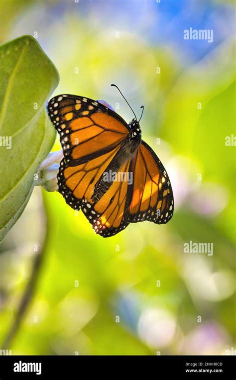 Male Monarch Butterfly With Wings Spread Wide Seen From Below Stock