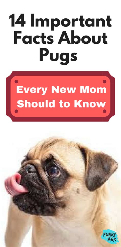 14 Important Facts About Pugs Every New Mom Should To Know Pug Facts