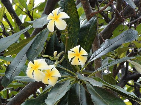 Free Photo Plumeria Flower Tropical Nature White Yellow Hawaii