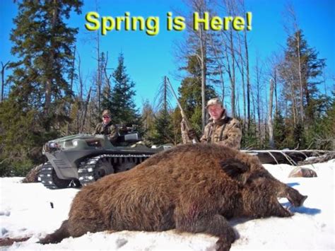 Spring Boar Hunt Raging Boars Authentic Boar Hunting In The Usa