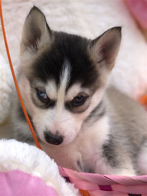 Siberian Husky Puppies For Sale | Chesterfield Township, MI #296386