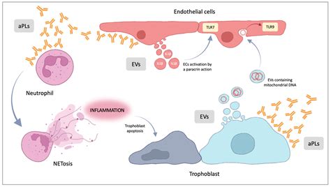 Ijms Free Full Text Antiphospholipid Syndrome In Pregnancy New And