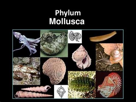 Klasifikasi Kelas Dan Ciri Ciri Mollusca Pusat Bio Pendidikan