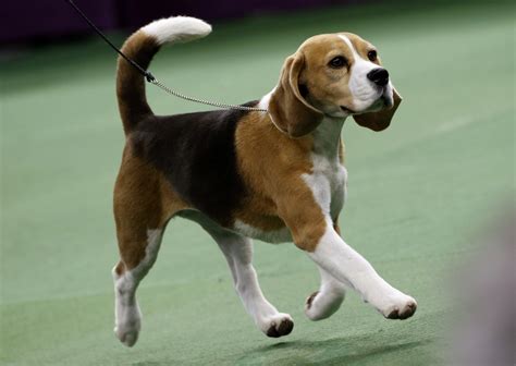 Miss P The Beagle Wins 139th Westminster Dog Show