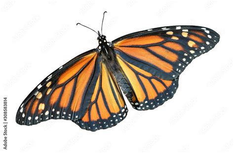 Monarch Butterfly Isolated Danaus Plexippus Stock Photo Adobe Stock