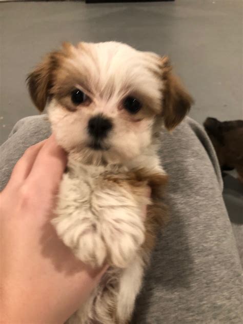 Shih Tzu Puppies For Sale Grand Haven Mi 323381