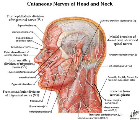 Neck, in land vertebrates, the portion of the body joining the head to the shoulders and chest. Dentistry and Medicine: Head and Neck Anatomy,Muscles ...