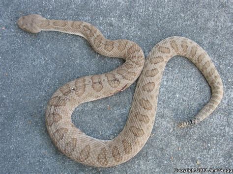 Check spelling or type a new query. Midget Faded Rattlesnake (Crotalus oreganus concolor)