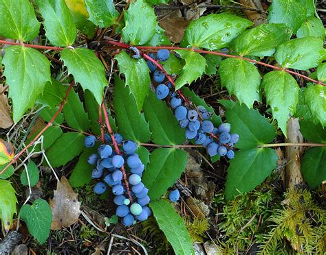 Now Fruiting Oregon Grape Mahonia Nervosa Grassy Mtn Curtis
