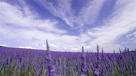 1920x1080 Clouds Nature Field Sky Flowers Tree Lavender