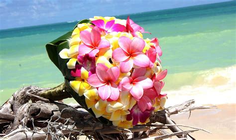 Beach Floral Wallpapers Top Free Beach Floral Backgrounds