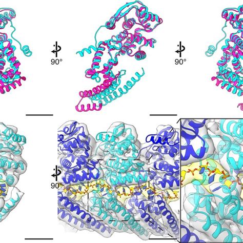This enzyme cuts the polyproteins translated from viral rna to yield functional viral proteins. Comparison of mononegavirus NPs and encapsidated RNA Each ...