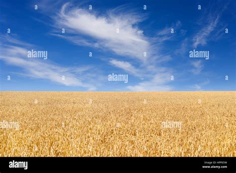 Golden Wheat Field With Blue Sky With Clouds In Background Meadow Of