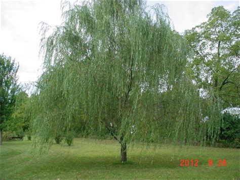 Chester County Pa Weeping Willow Trees Babylon Weeping